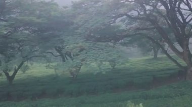 Tea plantation landscape scenery in Western Ghats mountains, Munnar, Kerala, India. Aerial drone view