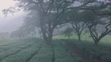 Misty tea plantation landscape scenery in mountains. Aerial drone view