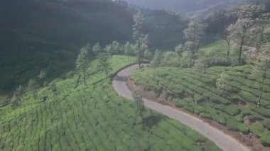 Tea plantation landscape in the mountains of Munnar, India. Aerial drone view