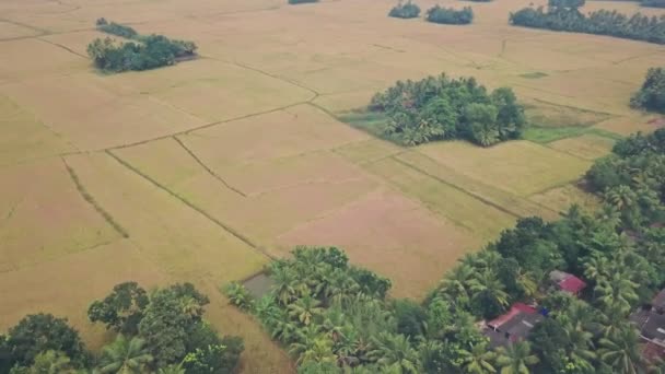 Kerala Backwaters Farmland Fields Alleppey India Aerial Drone View — Vídeo de stock