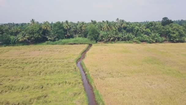 Kerala Backwaters Farmland Fields Alleppey India Aerial Drone View — 图库视频影像