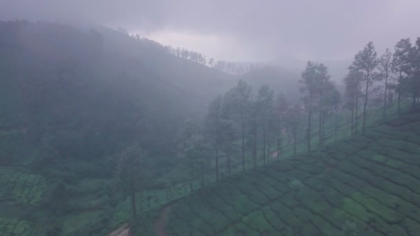 Aerial Drone View Misty Tea Plantation Landscape Munnar Kerala India — Vídeos de Stock