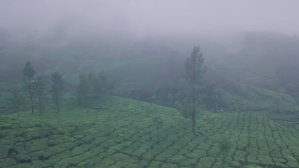 Mlhavý Čaj Plantáž Scenérie Munnar Kerala Indie Zobrazení Leteckých Dronů — Stock video