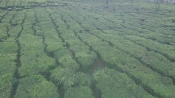 Tea Plantations Tea Estate Mountain Landscape Aerial Drone View — 图库视频影像