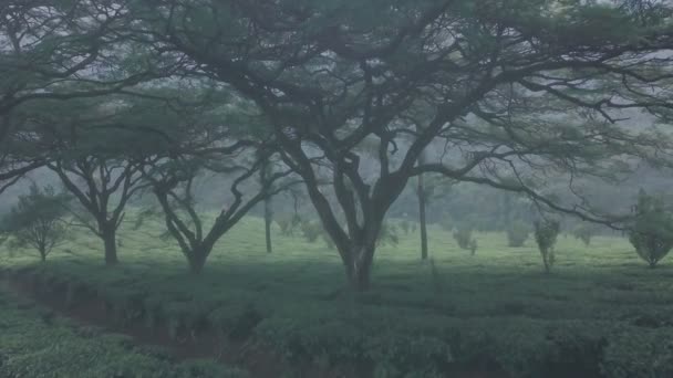 Tea Plantation Landscape Scenery India Aerial Drone View — Stock videók