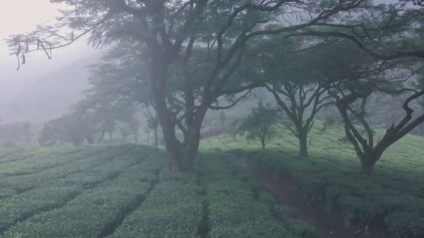 Misty Tea Plantation Landscape Scenery Mountains Aerial Drone View — Wideo stockowe