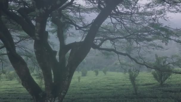 Misty Tea Plantation Landscape Scenery India Aerial Drone View Backwards — стоковое видео