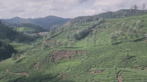 Tea Plantations Landscape Mountains Aerial Drone View — Wideo stockowe