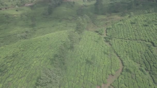Tea Plantation Landscape Mountains Munnar India Aerial Drone View — стоковое видео