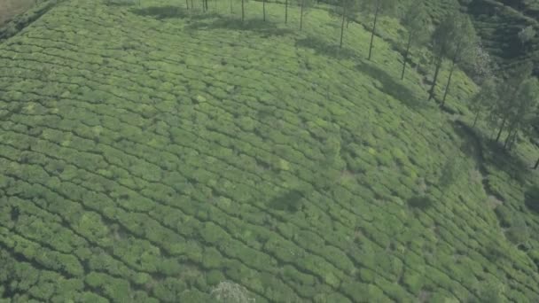 Tea Plantation Scenery Mountains Munnar India Aerial Drone View — 비디오