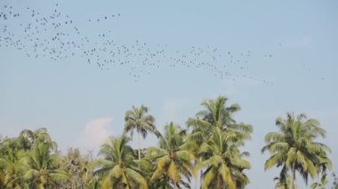 Panoramic view of a flock of birds flying above palm trees, Kerala Backwaters, India