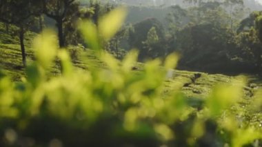 Landscape view of tea plantations and leaves close up, Munnar, Kerala, India