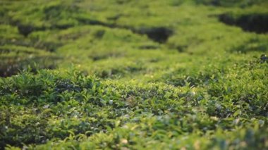 Panoramic view of tea leaves in a plantation in Munnar, India