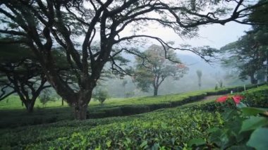 Panoramic view of tea plantations under some big trees, Munnar, India