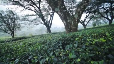 Panoramic view of tea plantations under some big trees, Munnar, India, on a foggy day