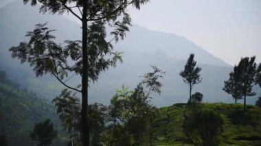 Landscape mountain view of trees and tea plantations, in Munnar, India, on a foggy morning