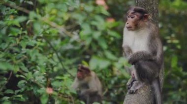 A Pair Of Wild Monkeys Perched On The Tree Looking Around The Forest In Munnar. -medium shot