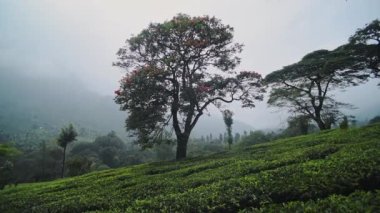 Panoramic view of tea plantations under some big trees, Munnar, India, on a moody day