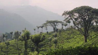 A Peaceful And Relaxing Ambiance At Morning In Munnar India - Fresh Environmental Ambiance On A Hill - Wide Shot