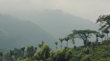 Landscape mountain view of trees and tea plantations, on a foggy day, Munnar, India