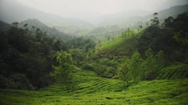 Panoramic mountain landscape view of tea plantations, Munnar, Kerala, India, on a foggy day