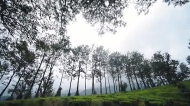 A Motor Vehicle Moped driving on a Road With The Tall Trees And The Green Plants In Munnar. -wide shot