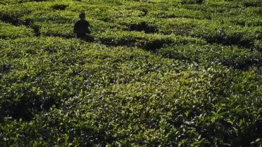 A Profile Of A Man Wandering Around Taking Pictures In The Tea Plantation In Munnar. -wide shot
