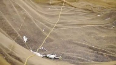 Collecting caught fish from a traditional fishing net, Kappil Beach, Varkala, India