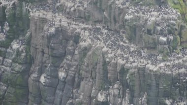 Landscape view of a colony of guillemots, on the rocky cliffs of the Antrim Coast, Northern Ireland