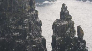 Lots Of Seabirds Nesting On The Cliffs In Rathlin Island Bird Sanctuary, Northern Ireland.