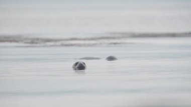 Seals Swimming On The Calm Water In Rathlin Island, Northern Ireland, UK. - medium shot