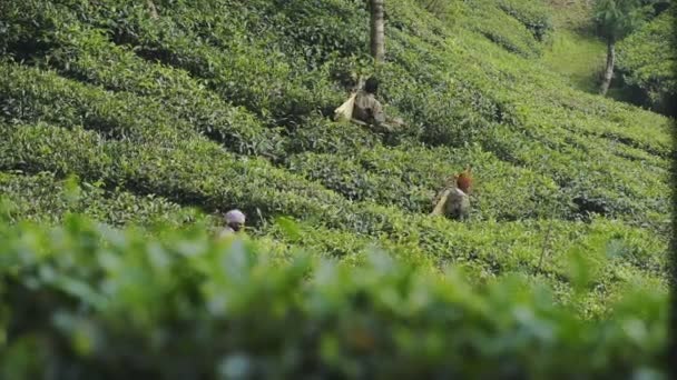 Group Women Pickers Plucking Tea Leaves Tea Plantation Munnar Kerala — Stock video