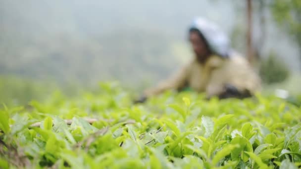 Woman Tamil Worker Pulling Out Dried Leaves Twigs Tea Bushes — Αρχείο Βίντεο