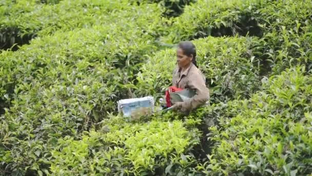 Tea Picker Woman Trimming Green Bushes Tea Plantation Munnar India — Vídeos de Stock
