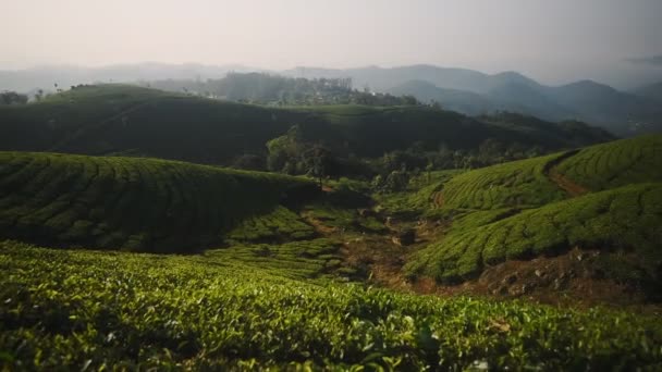 Panoramic Landscape View Tea Plantations Munnar Kerala India Misty Morning — Stock video