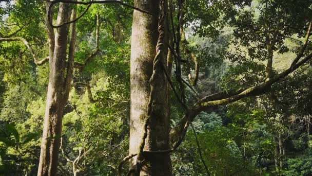 Panoramic Trees View Forest Munnar India Sunlight Branches — Vídeo de Stock