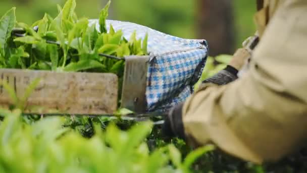 Close View Worker Hands Harvesting Tea Leaves Plantation Munnar India — Vídeo de Stock