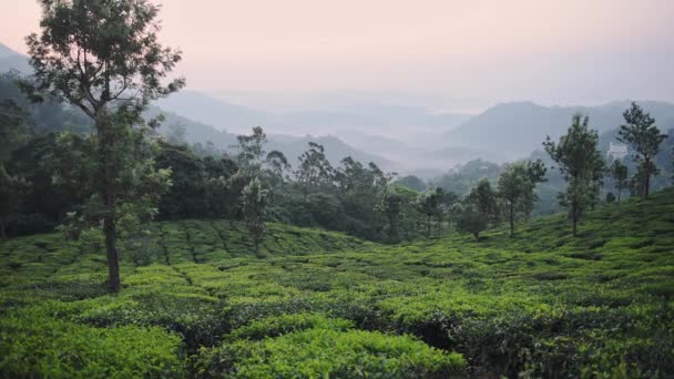 Panoramic Landscape Mountain View Tea Plantations Munnar India Foggy Morning — Stock video