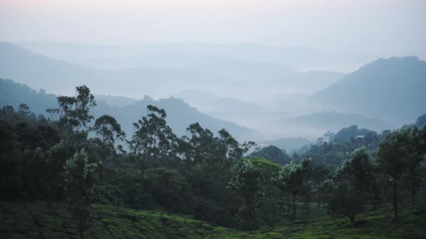 Panoramic Landscape Mountain View Tea Plantations Munnar Kerala India Foggy — Stock video
