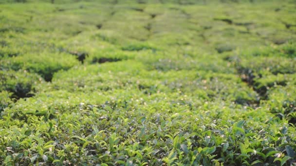 Close View Tea Leaves Plantation Munnar India — Video Stock