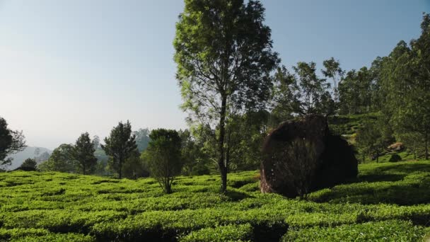 Landscape View Trees Tea Plantations Munnar India Sunny Morning — Stockvideo