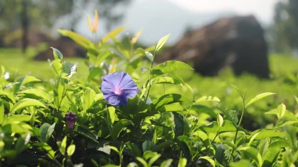 Close Shot Violet Ipomea Purpurea Surrounded Green Leaves Sunny Morning — Stockvideo