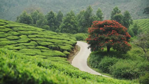 Landscape View Tulip Tree Surrounded Tea Plantations Munnar India — Vídeo de Stock