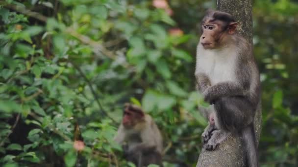 Pair Wild Monkeys Perched Tree Looking Forest Munnar Medium Shot — Vídeos de Stock