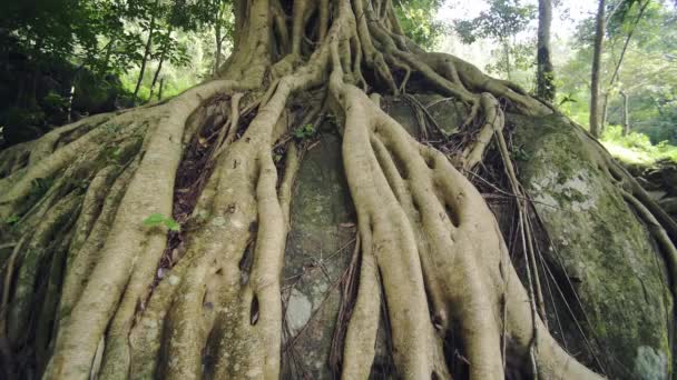 Banyan Tree Bottom View Forest Munnar India — Vídeo de Stock