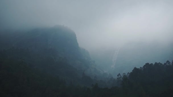 Beautiful Misty Forest Munnar India Wide Shot — Wideo stockowe
