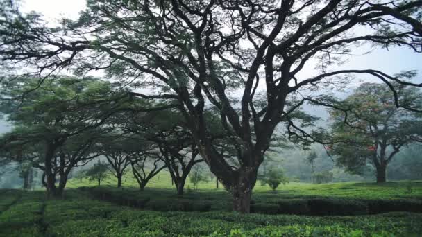 Landscape View Tea Plantations Some Big Trees Munnar India Misty — Stock video