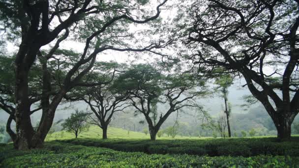 Tea Plantations Some Big Trees Munnar India Foggy Moody Day — Vídeo de Stock