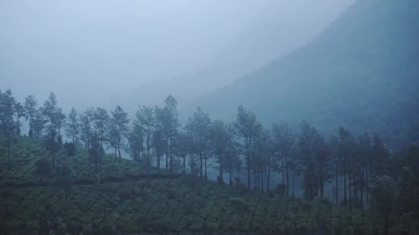 Landscape Mountain View Tea Plantations Munnar Kerala India Rainy Day — Vídeo de Stock