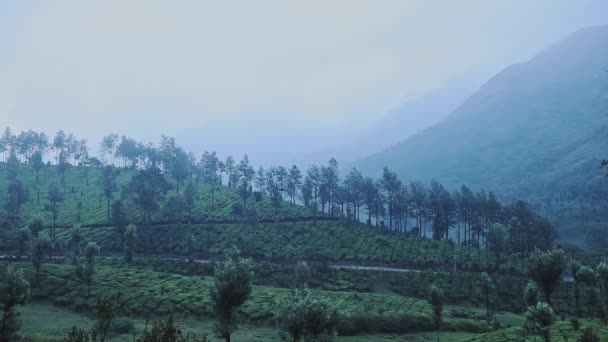 Landscape View Tea Plantations Munnar Kerala India Moody Day — Video Stock